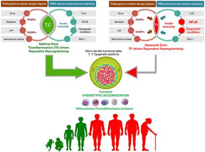 Frontiers | Senescence-Inflammatory Regulation Of Reparative Cellular ...